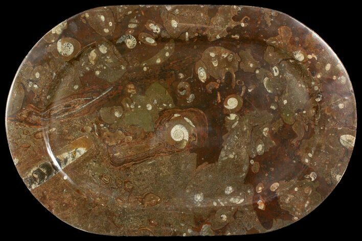 Fossil Orthoceras & Goniatite Oval Plate - Stoneware #140036